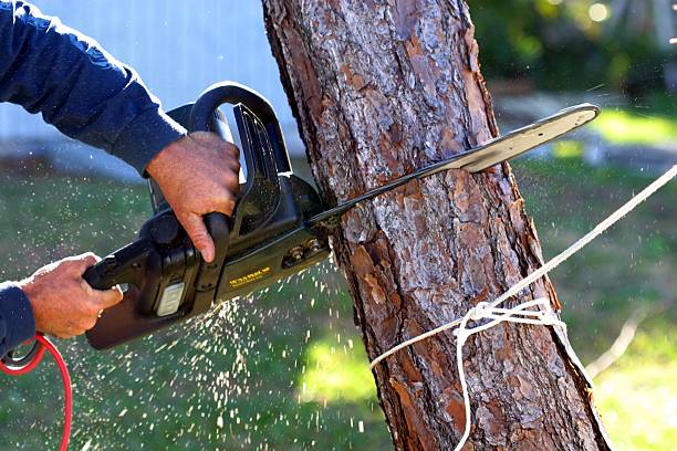 Best Tree Disease Treatment  in Bernice, LA