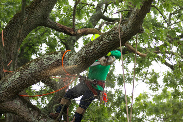 Best Palm Tree Trimming  in Bernice, LA